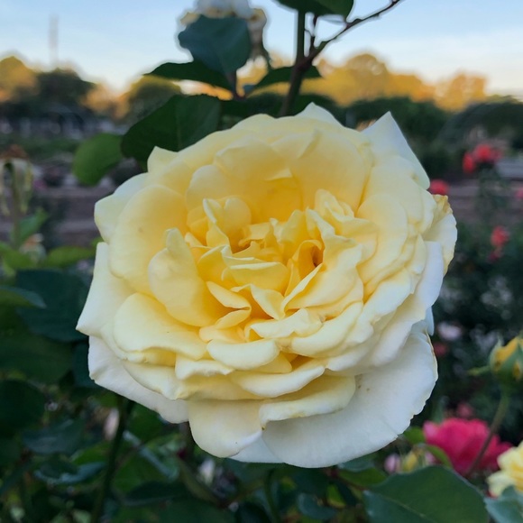 yellowroseshop